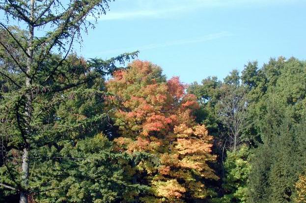 Carmel Hamlet, NY: Leaves changing in early fall, Carmel NY