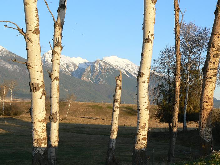 St. Ignatius, MT: Mission Mountains Through the Aspens