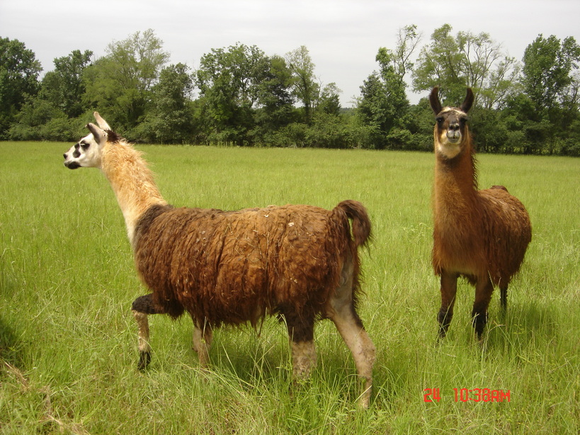 Alto, TX Llamas photo, picture, image (Texas) at