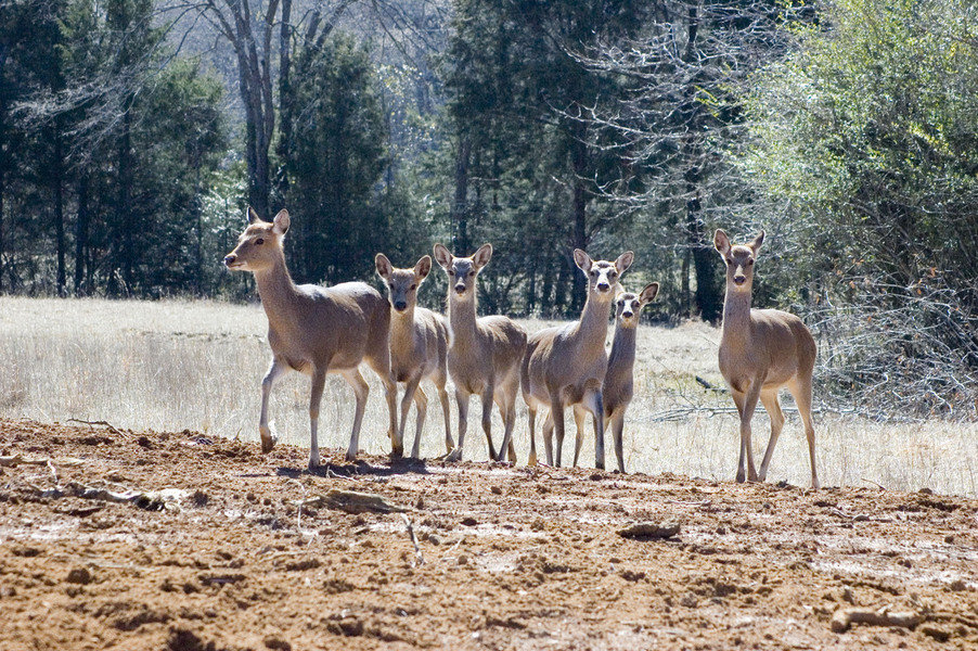 Alto, TX: White Tail Deer