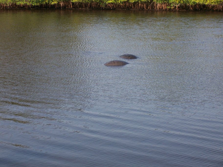 Ellenton, FL: Manatees mating #2 in Colony Cove's marina, Ellenton, FL