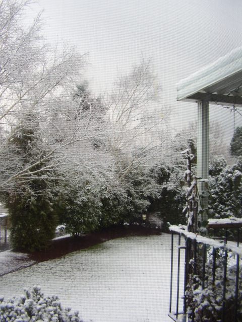 Stayton, OR: Winter in Stayton