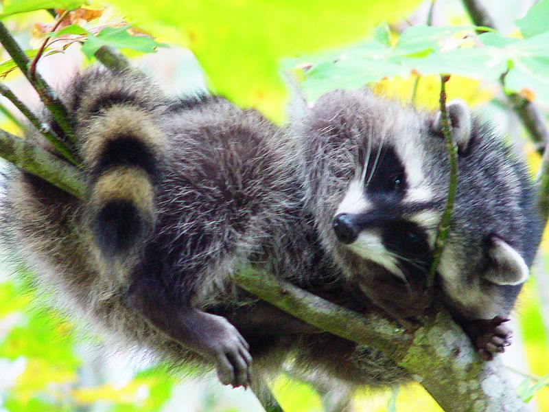 Silverdale, WA: nap time