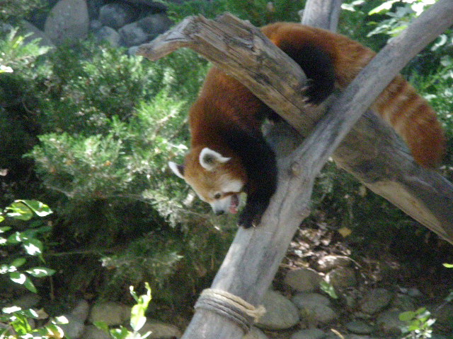 Billings, MT: Red Panda - Zoo Montana
