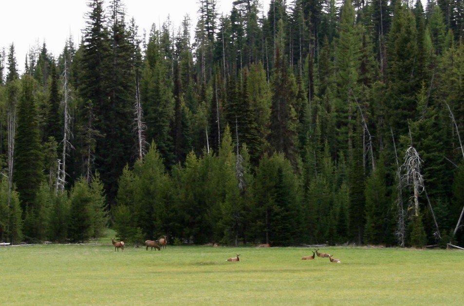 Hereford, OR: Elk in the Blue Mtns....