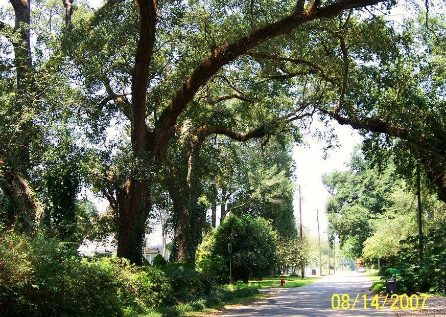 Washington, LA: Treelined Streets