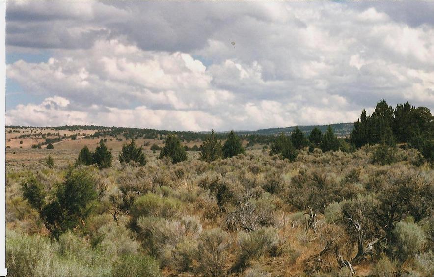 Diamond, OR : Sagebrush & Juniper.... photo, picture, image (Oregon) at ...