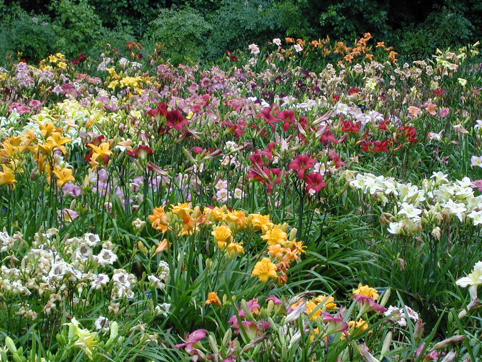 Greenville, SC: Daylily Gardens in Bloom