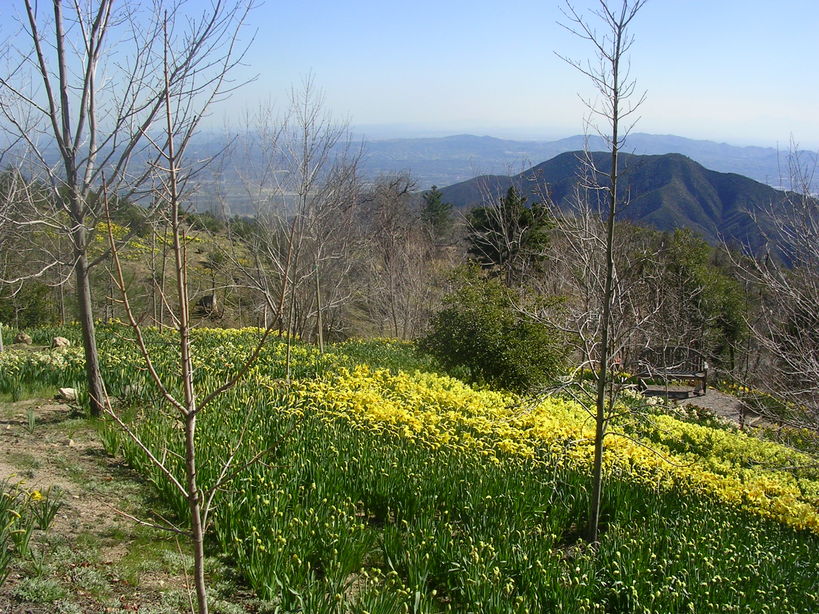 Running Springs, CA: Spring flowers and daffodil fields
