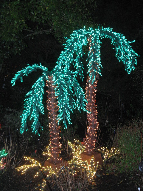 Bellevue, WA : Garden d'light - Palm trees photo, picture, image ...