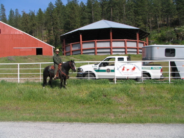 Colville, WA: US Border Patrol Wild Mustang Patrol Horse
