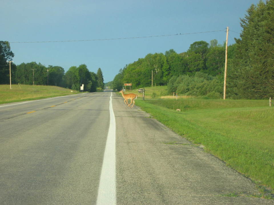 Harrisville, MI: Deer crossing M-72 just outside Harrisville