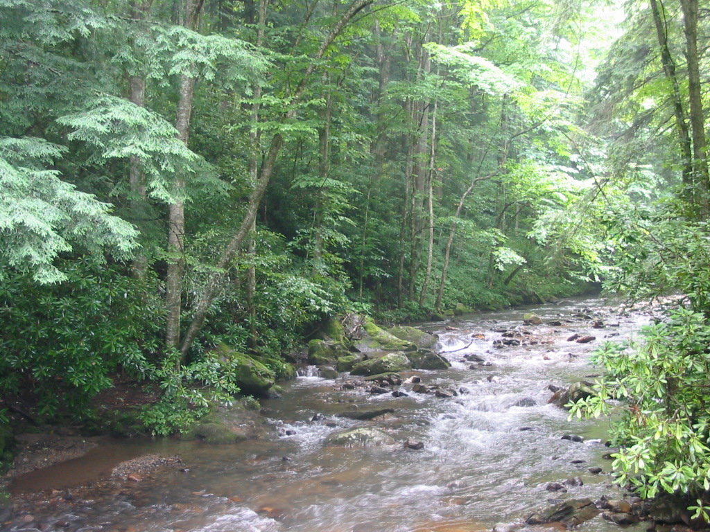 Roan Mountain, TN Roan Mtn. State Park photo, picture, image