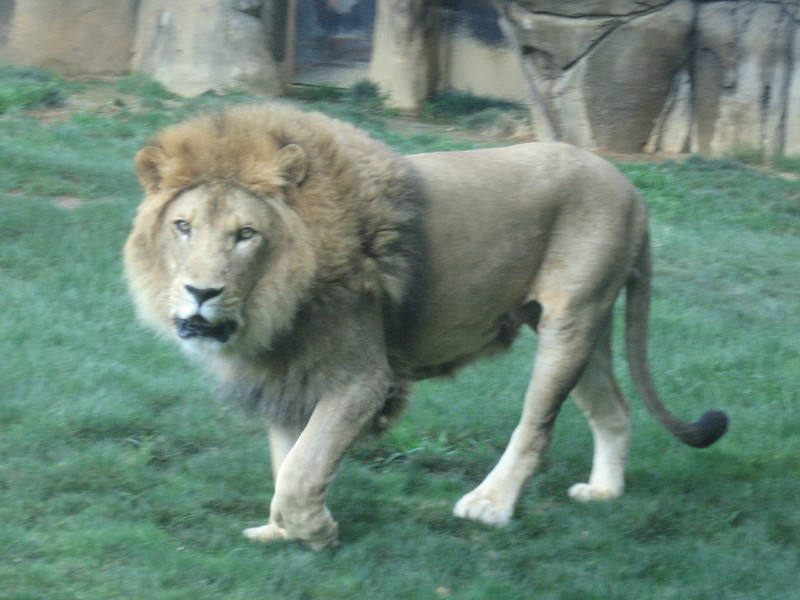 Montgomery, AL: Lion on exhibit at the Montgomery Zoo