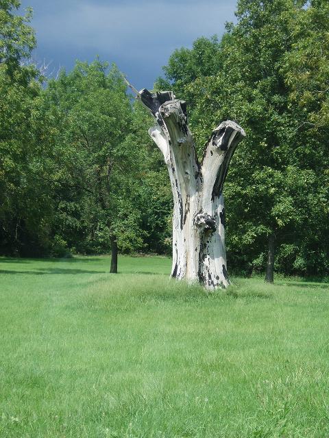 Chillicothe, MO: Chillicothe memorable tree statue