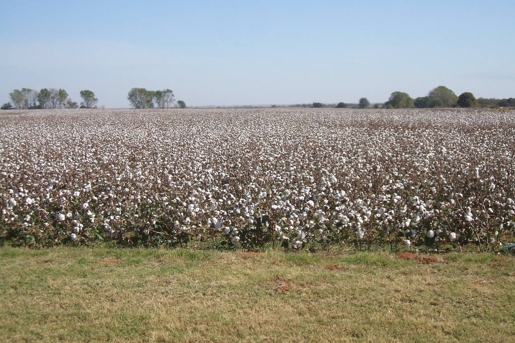 Elk City, OK: This is a picture of a cotton feild by the side of town