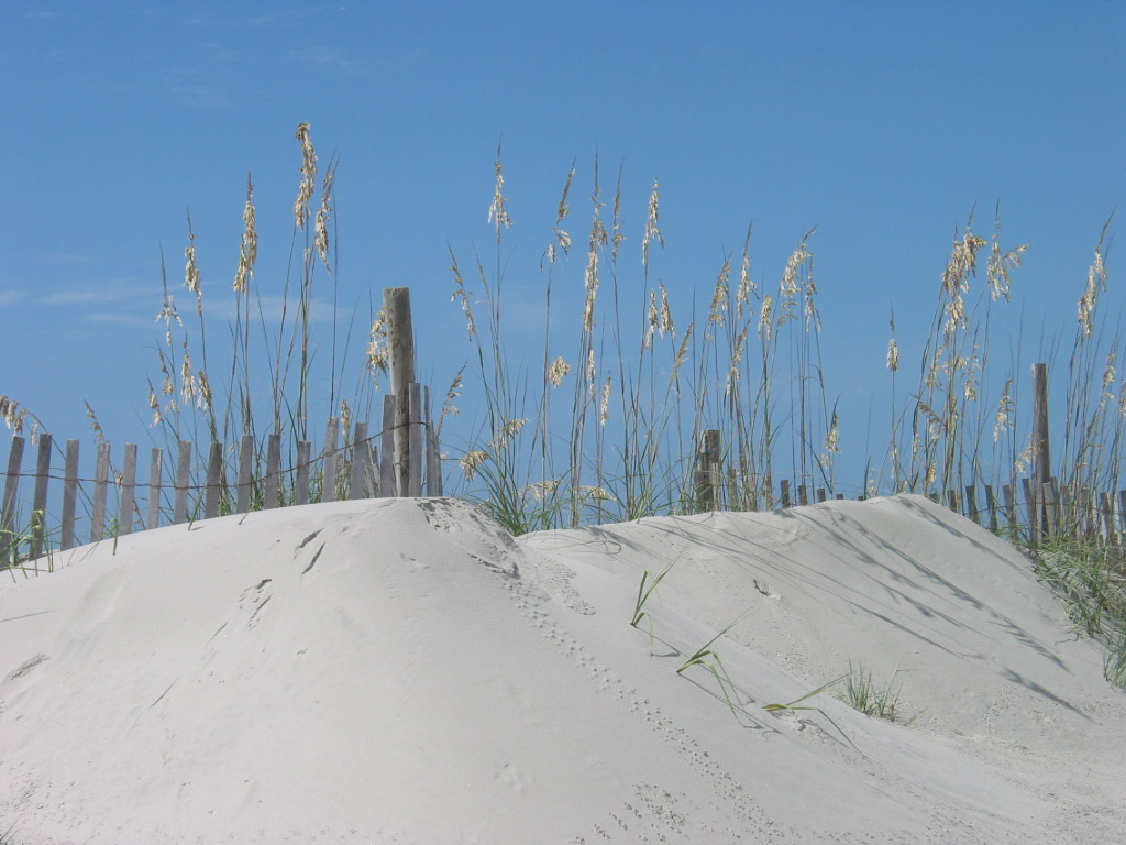 Folly Beach, SC: Sand Dunes at Folly Beach County Park