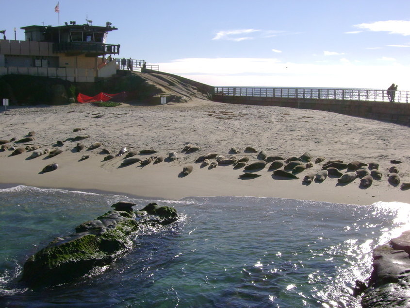 San Diego, CA: Seal Beach in La Jolla, San Diego