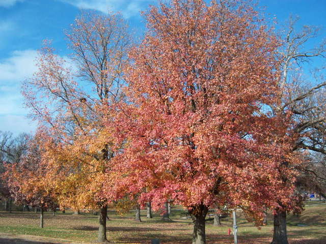 Chillicothe, MO: Simpson Park Fall 2007