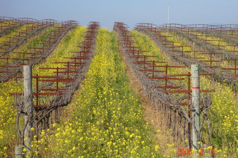 Napa, CA: Mustard in Carneros