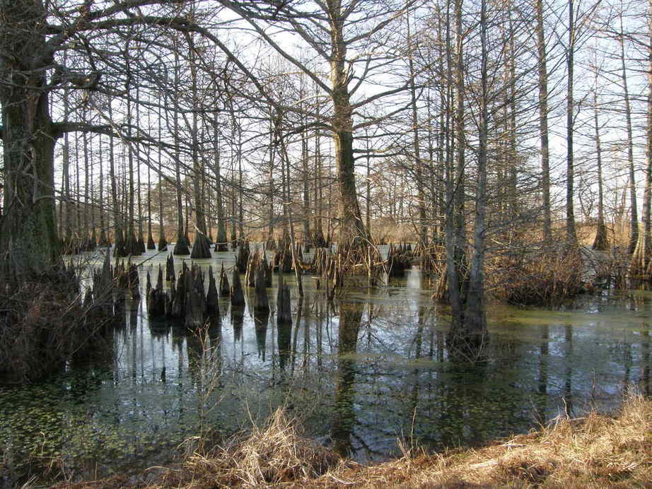 Tunica, MS: Swamp in Tunica
