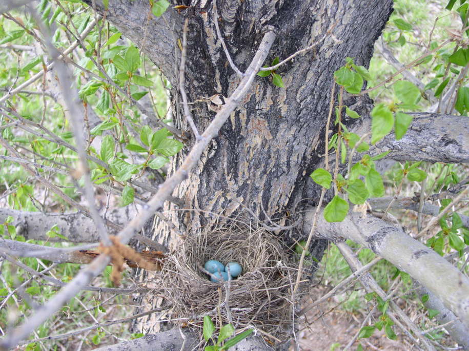 Big Timber, MT: some bird's blue eggs in our tree