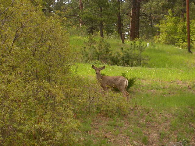 Larkspur, CO : deer in larkspur forest photo, picture, image (Colorado ...