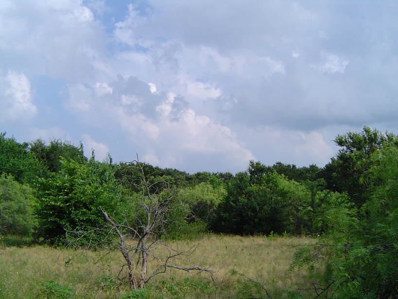 Kennedale, TX: Natural area with diverse tree species off of Swiney-Hiett Rd.