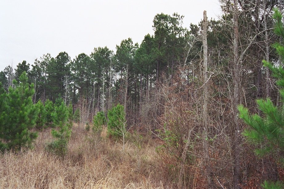Nacogdoches, TX: Edge of forest clearing in Nacogdoches County.