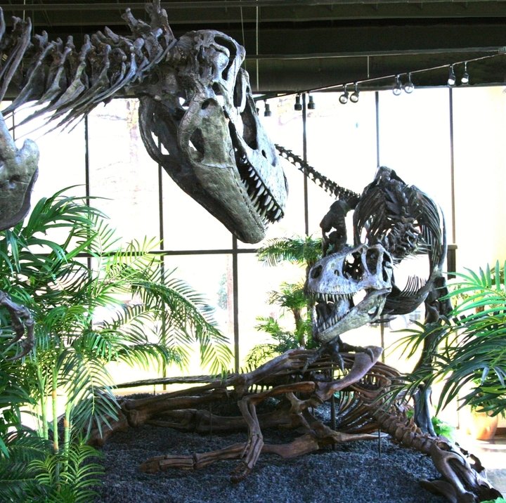 Woodland Park, CO: Albertosaurus fight scene at the Rocky Mountain Dinosaur Resource Center