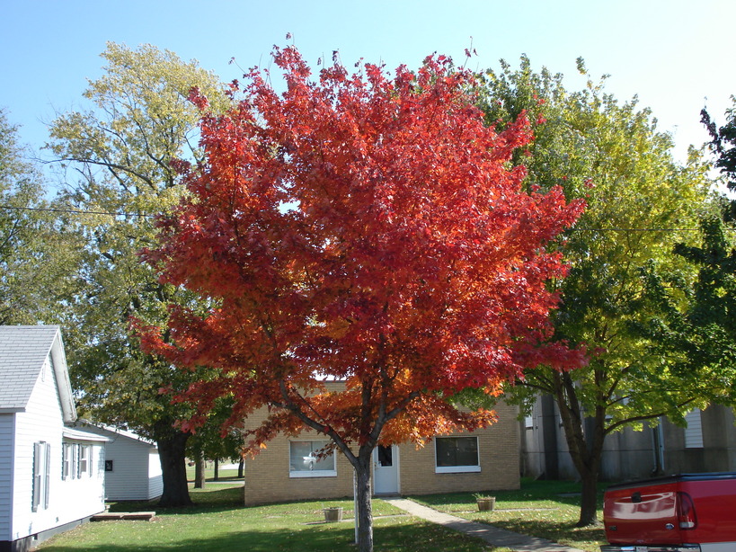 Broadlands, IL: Maple tree in front of firehouse in Broadlands