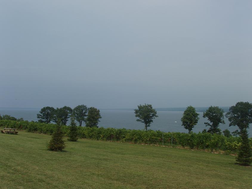 Interlaken, NY: Vineyards at Interlaken, NY