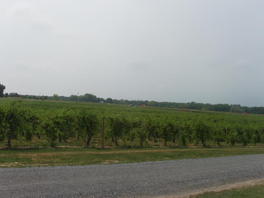 Interlaken, NY: Vineyards at Interlaken, NY