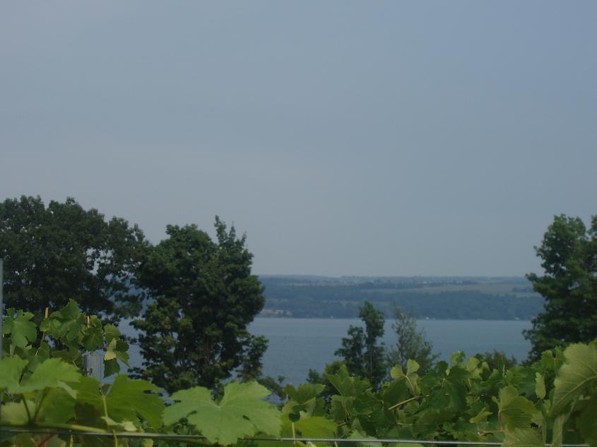 Interlaken, NY Vineyards at Interlaken, NY photo, picture, image (New