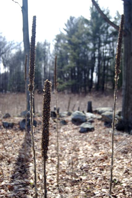 Grafton, NY: Some Flora In Grafton