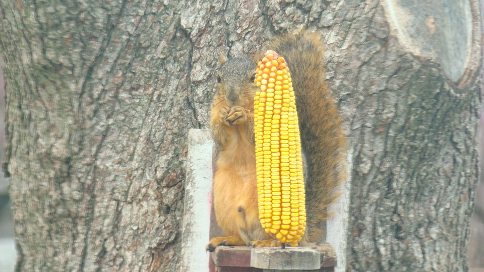 Mount Carmel, IL: Grandpa's Squirrel