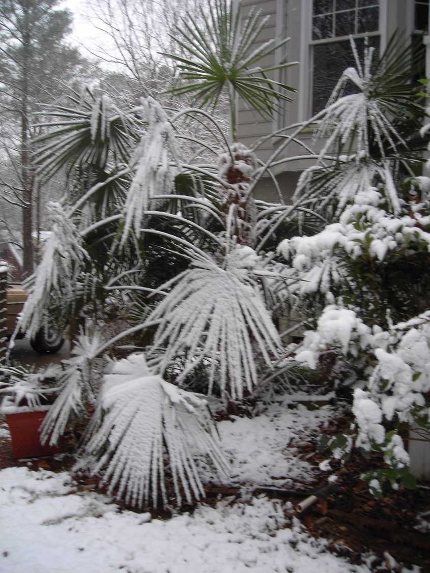Marietta, GA: Windmill Palm Tree in Snow
