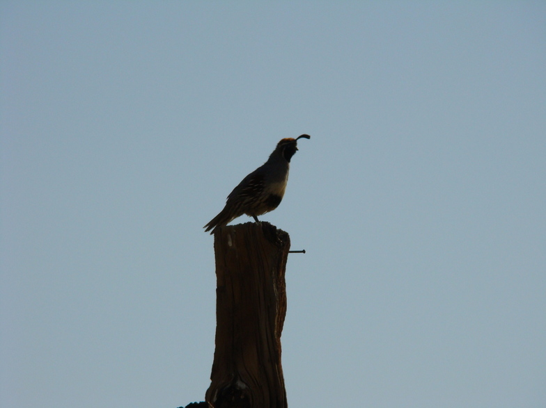 Yucca Valley, CA: Quail