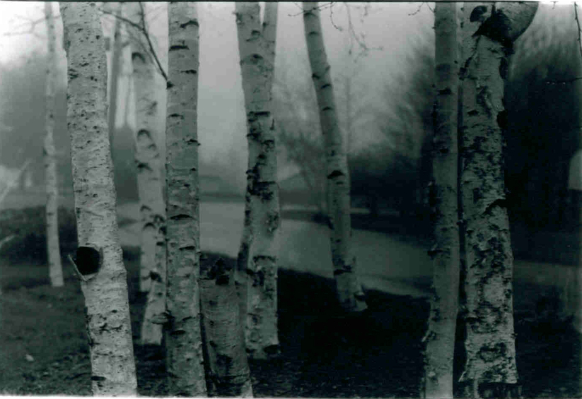 Leominster, MA: White Birch in Fog