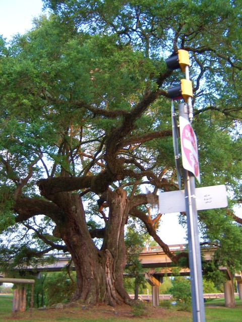 Grosse Tete, LA: Old tree along I-20