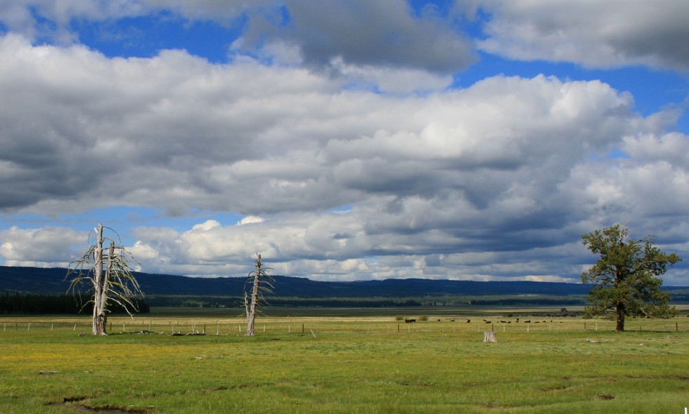 Ochoco, OR: Big Summit Prairie...Now with cattle & Barbed wire, a 150yrs ago it was the center of the Shoshone nation, and covered in Tepees & Indian Ponies...