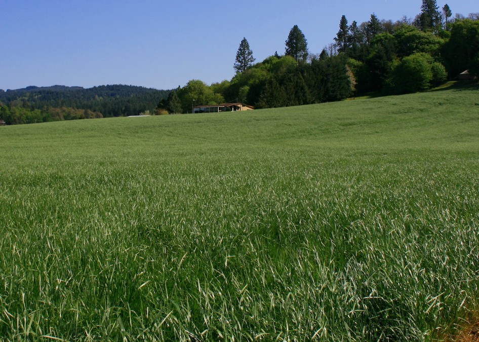 Marcola, OR: More Grass...