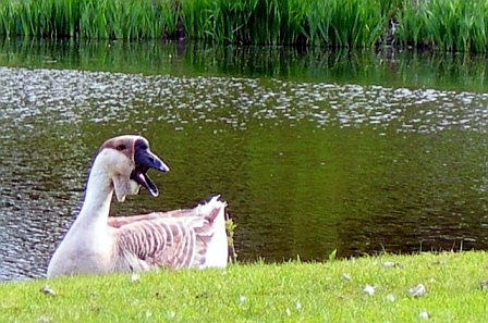Hillsboro, OR: Angry goose near Dawson Creek Pond