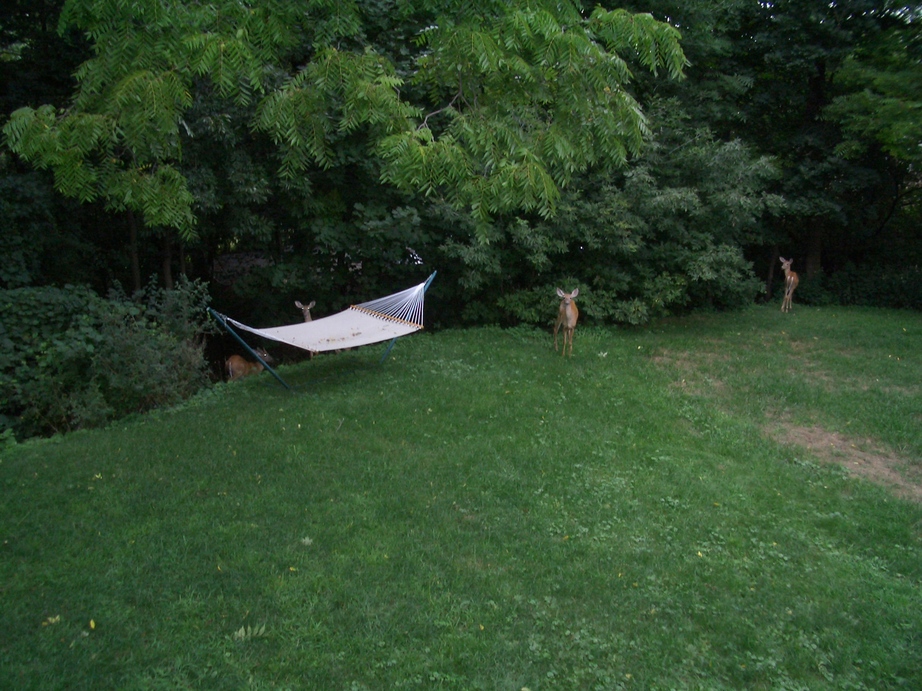 Ogdensburg, NJ: Evening visitors