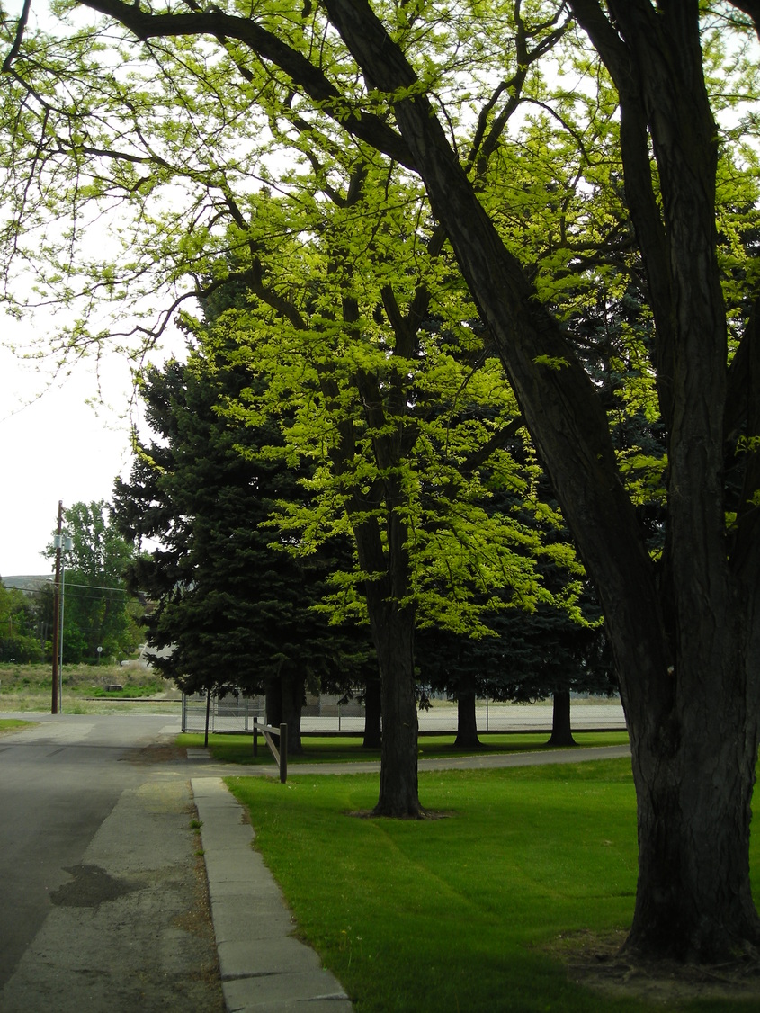 Tonasket, WA: Tonasket City Park Trees in Spring 2008
