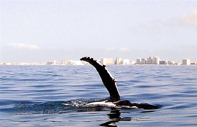 Destin, FL: A hunchback whale over Labor Day entered Destin Shores, no danger!