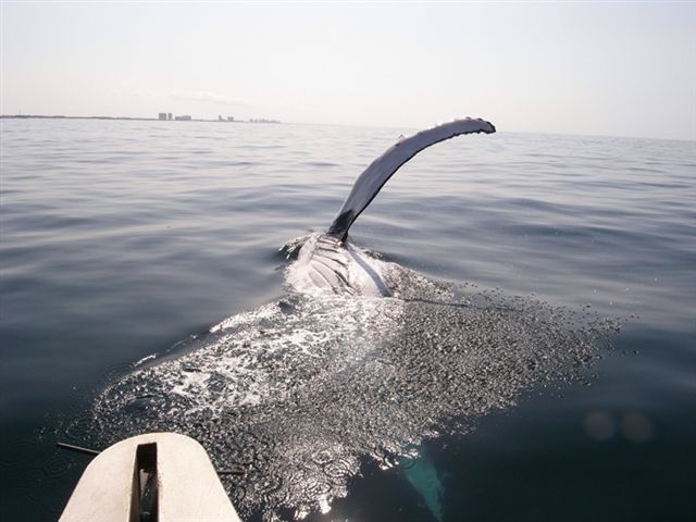 Destin, FL: A hunchback whale swims near Destin, no danger at all!