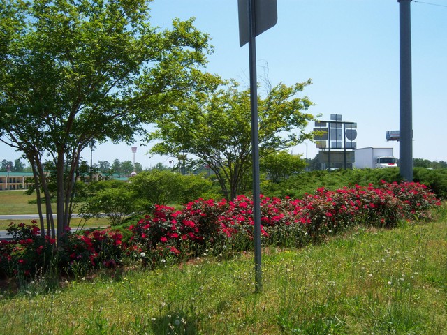 Greenville, AL: Flowers along I-65