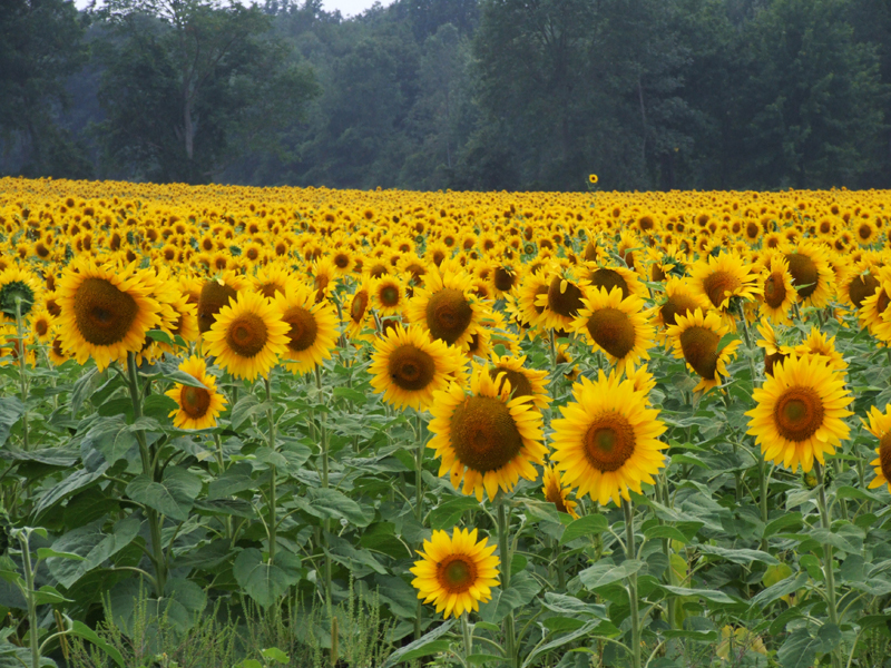 Bergen, NY: 55 acres of sunflowers
