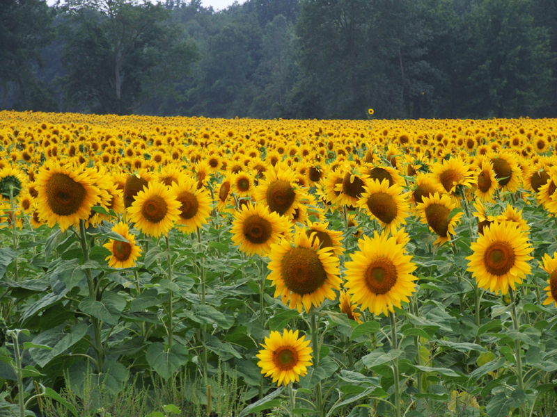 Bergen, NY : 55 acres of sunflowers photo, picture, image (New York) at ...